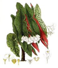 Type of begonia, begonia argyrostigma, illustration, reproduction from a 19th century model.