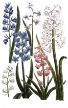 Hyacinthus maximus, various types of hyacinth, illustration, reproduction from a 19th century model