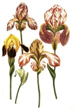 Various irises, irises, a plant genus in the subfamily Iridoideae in the iris family, Iris