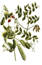 Pea, Pisum majus syn Pisum sativum and Pisum marinum, illustration, reproduction from a model from