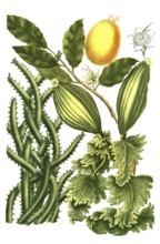 Guanabanus javensis, guanabane, bottle tree and Gutta gamandra, illustration, reproduction from a