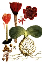 Haemanthus africanus syn Narcissus indicus serpentarius, blood flower, illustration, reproduction