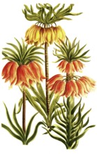 Kaiserkrone, Fritillaria imperialis, a plant species from the genus Fritillaria in the lily family,