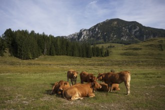 Alpine meadow with herd of cows and Braunedlkogel, Postalm, Osterhorn Group, Salzkammergut,