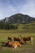 Alpine meadow with herd of cows and Braunedlkogel, Postalm, Osterhorn Group, Salzkammergut,