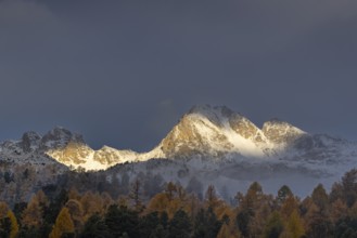 Mixed forest with larches (Larix) in autumn foliage off Piz Muragl, mountain peaks,