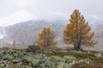Larch trees (Larix) in autumn in front of mountain peaks with snow, autumn, Pontresina, Bernina