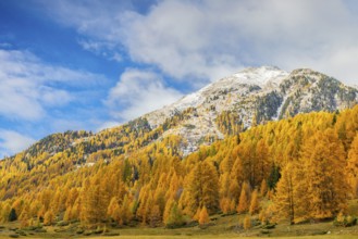 Larch forest (Larix) in autumn, mountain peaks with snow, autumn, Piz Mezzaun, Albula Pass,
