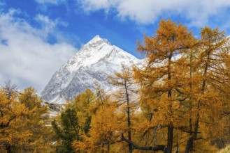 Larch forest (Larix) in autumn, mountain peaks with snow, autumn, Piz Üertsch, Albula Pass,