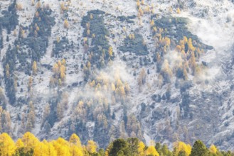 Lärchenwald Larix) in autumn weather on the mountain, fog, autumn, Stazersee, Celerina/Schlarigna,