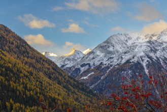 Mixed forest with larch trees (Larix) in autumn, mountain peaks with snow, autumn, Piz Sarsura, Piz