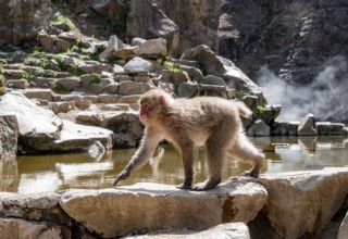 Japanese macaque (macaca fuscata) running on rocks near water, Yamanouchi, Nagano Prefecture,