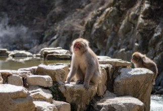 Japanese macaque (Macaca fuscata) sitting on rocks near water, Yamanouchi, Nagano Prefecture,