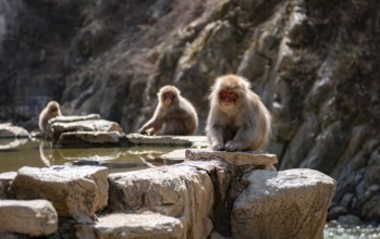Japanese macaques (Macaca fuscata) sitting on rocks near water, Yamanouchi, Nagano Prefecture,