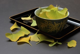 Ginkgo leaves in shell on tray, ginkgo biloba