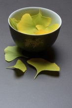 Ginkgo leaves in shell, ginkgo biloba