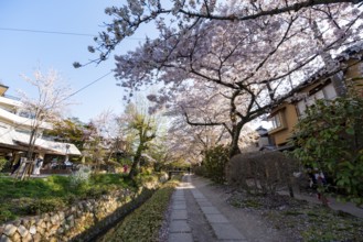 Footpath along a canal, cherry blossoms in spring, Philosopher's Path or Tetsugaku no michi, Kyoto,