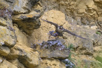 Peregrine falcon (Falco peregrinus), Peregrine falcon, flying with prey on a rock wall, biosphere