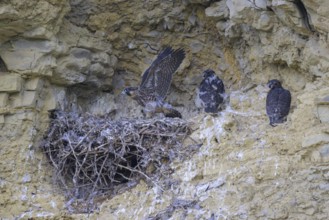 Peregrine falcon (Falco peregrinus), Peregrine falcon, young birds in a raven nest in a rocky