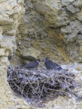 Peregrine falcon (Falco peregrinus), Peregrine falcon, feeding young birds in a raven nest in a