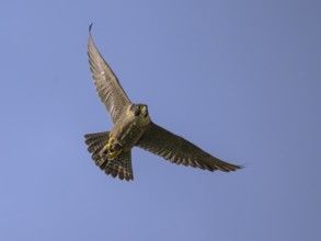 Peregrine falcon (Falco peregrinus), Peregrine falcon, flying with prey against a blue sky,