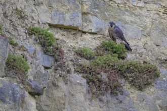 Peregrine falcon (Falco peregrinus), Peregrine falcon, resting in a rock face, biosphere area,