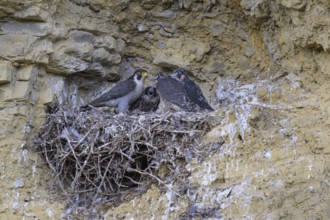 Peregrine falcon (Falco peregrinus), Peregrine falcon, feeding young birds in a raven nest in a