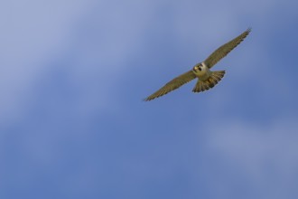 Peregrine falcon (Falco peregrinus), Peregrine falcon, fug against a blue sky, biosphere area,