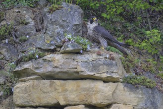 Peregrine falcon (Falco peregrinus), Peregrine falcon, resting on a rock, biosphere area, Swabian