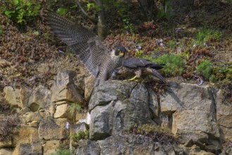 Peregrine falcon (Falco peregrinus), Peregrine falcon, young bird begging for food, biosphere area,