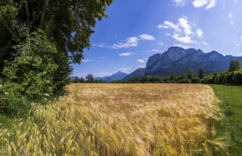 Agricultural Landscape, Hordeum Vulgare, Barley Field with Drachenwand and Schafberg, Mondsee,