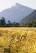 Agricultural Landscape, Hordeum Vulgare, barley field with Schafberg, Mondsee, Salzkammergut, Upper