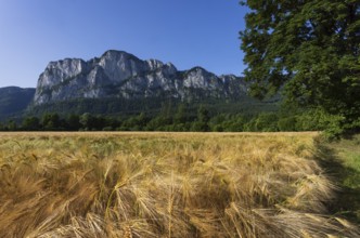 Agricultural Landscape, Hordeum Vulgare, barley field mit Drachenwand, Mondsee, Salzkammergut,