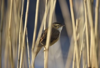 Reed warbler, (Acrocephalus schoenobaenus) singing in reeds, Schleswig-Holstein, Germany