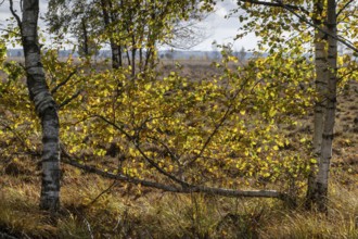 Birches (Betula pendula) in the moor, Emsland, Lower Saxony, Germany