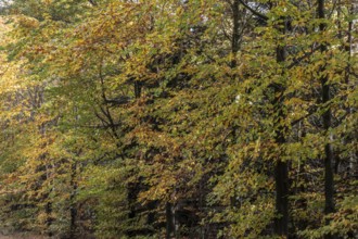 Beech trees (Fagus sylvatica) in autumn leaves, Emsland, Lower Saxony, Germany