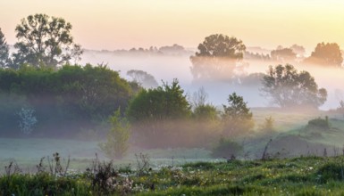 A misty field at sunrise with soft light illuminating trees and greenery, creating a serene