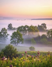 A misty field at sunrise with soft light illuminating trees and greenery, creating a serene