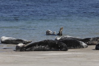 Seals and grey seals on the bathing dune of the island of Heligoland, Schleswig-Holstein, Germany