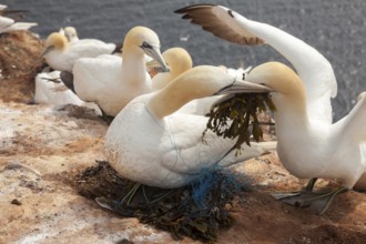 Bastan elp with fishing net entangled around the neck, Heligoland, Schleswig-Holstein, Germany