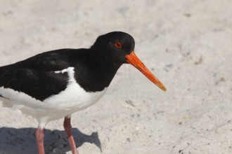 Oystercatcher (Haematopus ostralegus) on the dune on the island of Heligoland, Schleswig-Holstein,