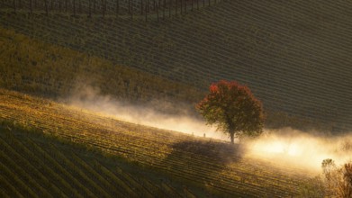 Sunrise, typical landscape in autumn with vineyards, South Styrian hills, South Styrian wine route,
