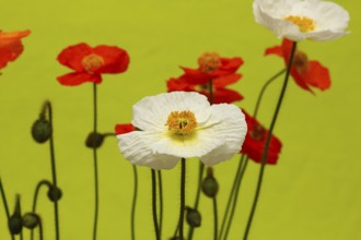 Icelandic poppy (Papaver nudicaule), flowers in the studio, light green background, North