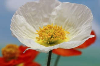 Icelandic poppy (Papaver nudicaule), flowers in the studio, painted background, North