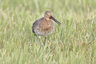 Blacktail (Limosa limosa) runs on the shore of a lake in a moor, snipe birds, wildlife, nature