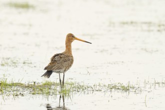 Greenpike (Limosa limosa) runs in shallow water in a moor during morning fog, snipe birds,