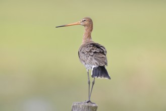 Blacktail (Limosa limosa), sitting room, on a fence post, snipe birds, wildlife, nature