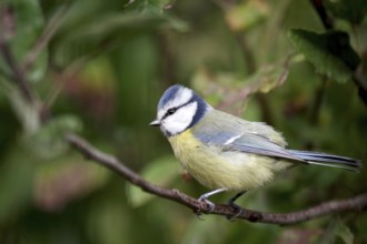 Blue tit (Cyanistes caeruleus), tree, close-up, colorful, autumn, Germany