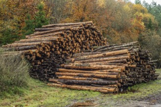 Stack of firewood, logs in the forest in Fyledalen, Ystad municipality, Skåne, Sweden, Scandinavia