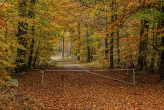 Small forest road with barrier in beech forest in autumn colors in Snogeholm, Sjöbo municipality,